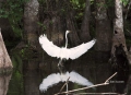 Great-Egret;Egret;Ardea-alba;Big-Cypress;Everglades;Flying-bird;action;aloft;beh